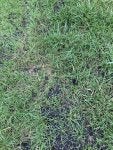 IMG_1272.jpg